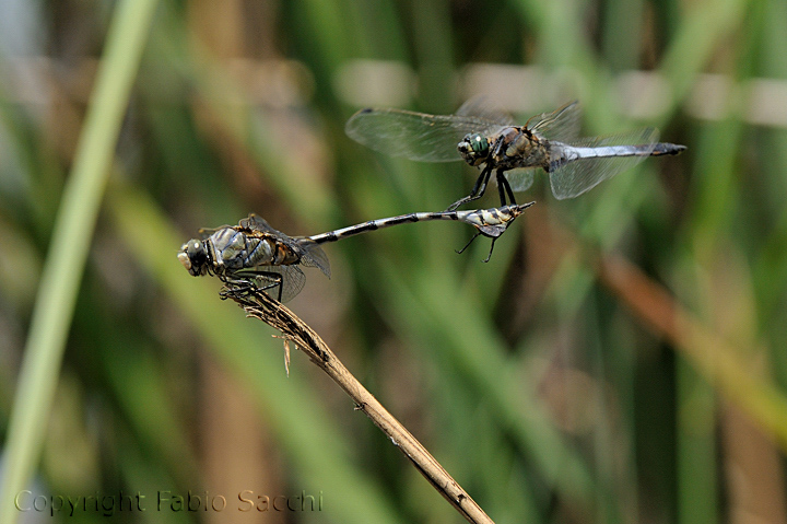 Lindenia tetraphylla con Orthetrum cancellatum